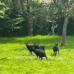 Halte Dans Le Perche - 3 Route De La Saussaie - Bubetre Panzió 3*
